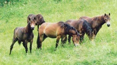 Ponies on Exmoor
