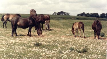 Exmoor pony herd