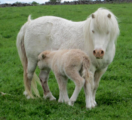 Ricicle with foal 2011