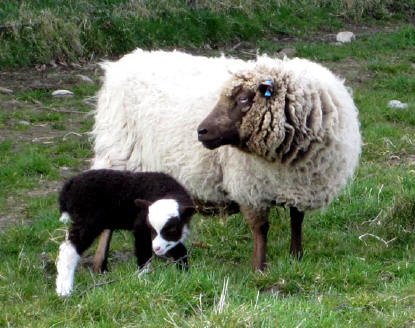 Moorit & white lamb