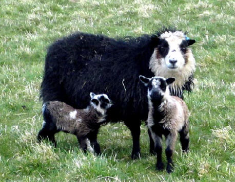 Katmoget lambs