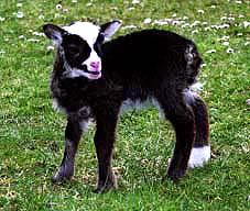 Shetland lamb