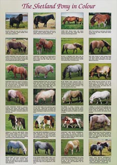 Shetland Pony poster