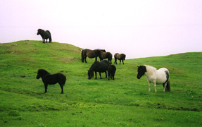 Ponies in Shetland
